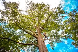 Best Emergency Tree Removal Services  in USA