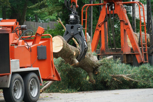 Best Tree Fertilization Services  in USA